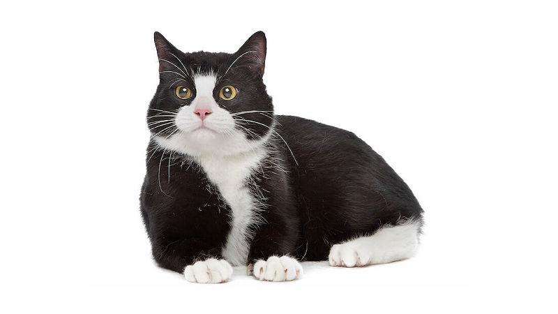 Черно-белый кот