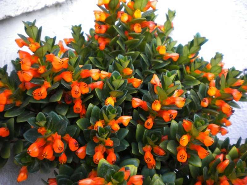 Нематантус (комнатный цветок)