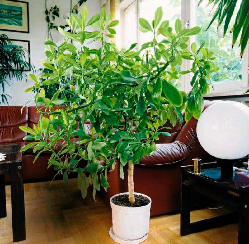 Минадениум