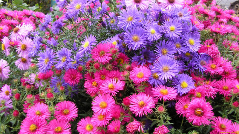 Сонник: к чему снятся астры