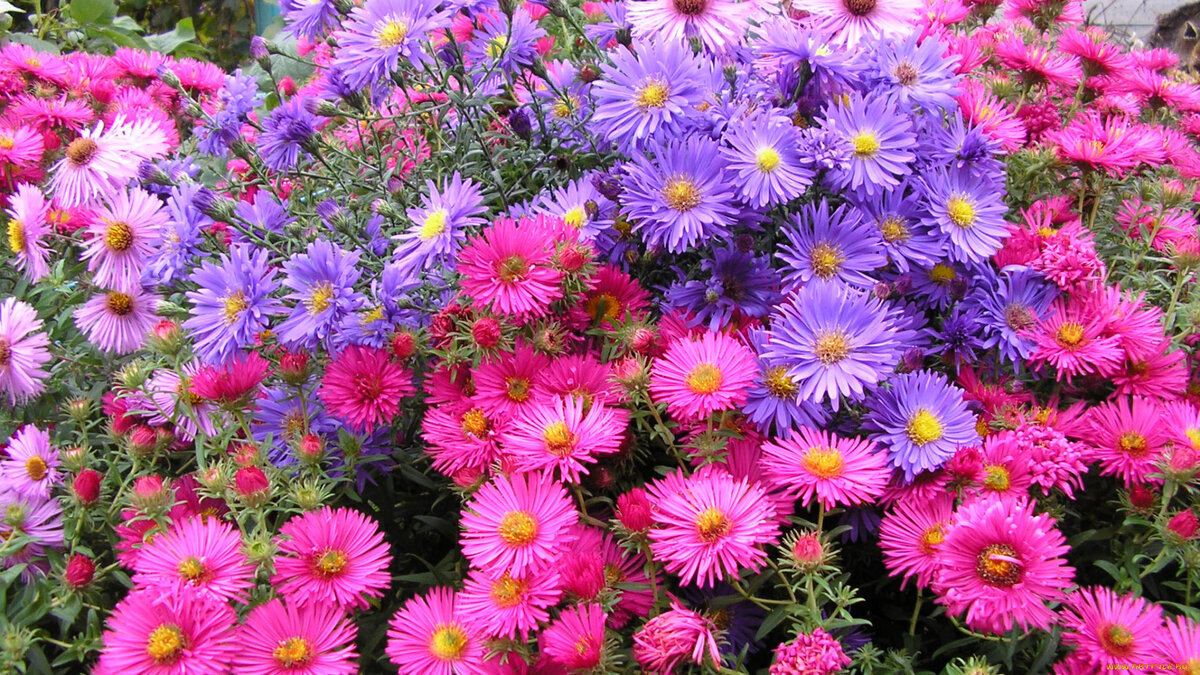 Сонник: к чему снятся астры