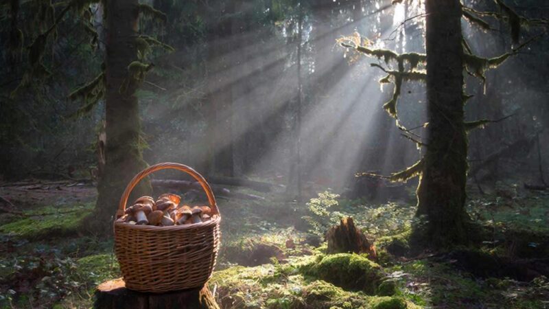 Что нельзя делать в лесу грибникам — суеверия