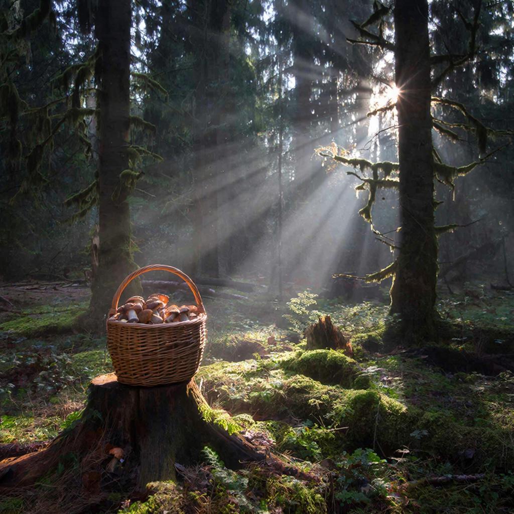 Мистический лес и корзина грибов на пне
